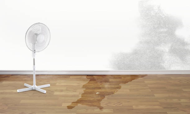 Best Professional water damage repair  in Fridley, MN